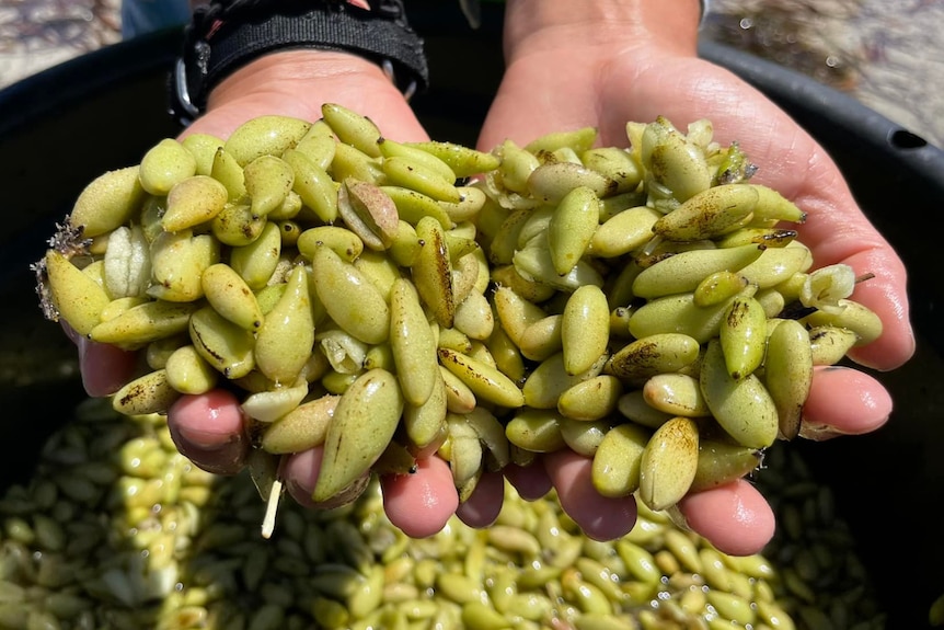 Hands holding hundreds of small green seed-like fruits above a bucket full of the fruits.