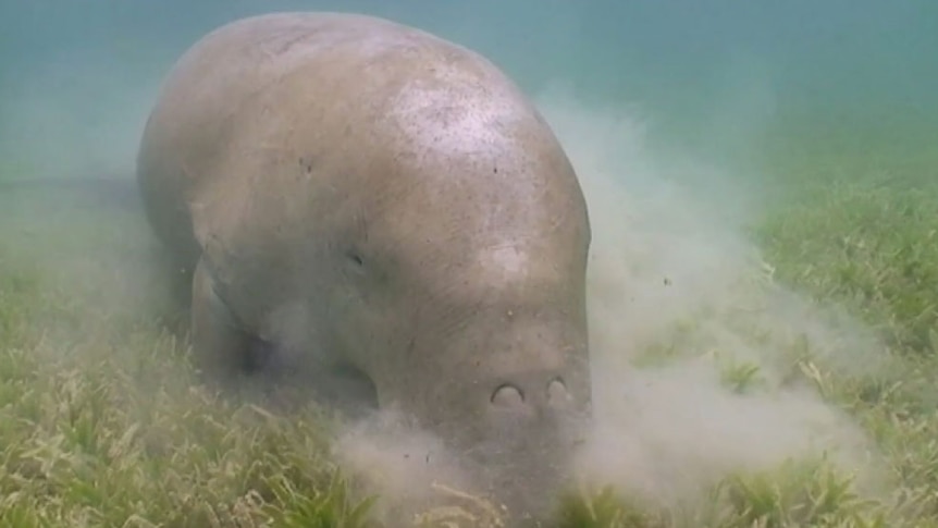 Dugong feeds on seagrass in Moreton Bay.