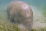 Dugong feeds on seagrass in Moreton Bay.