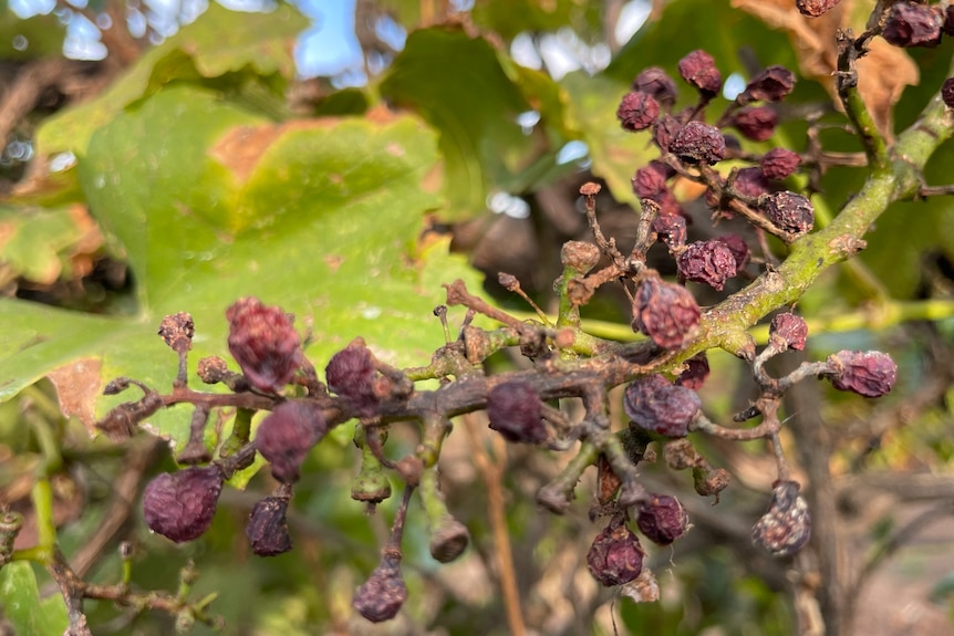 shrivelled red grapes on a vine