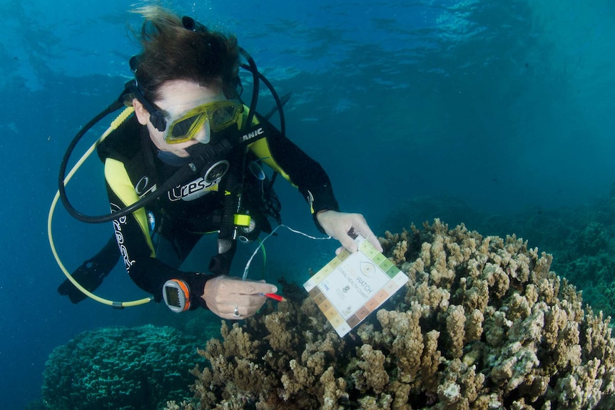 A woman snorkelling using the coral health chart.