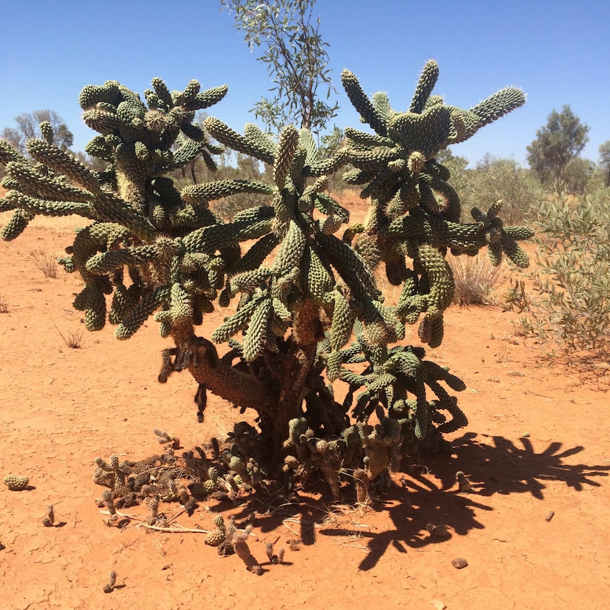 Coral cactus plant