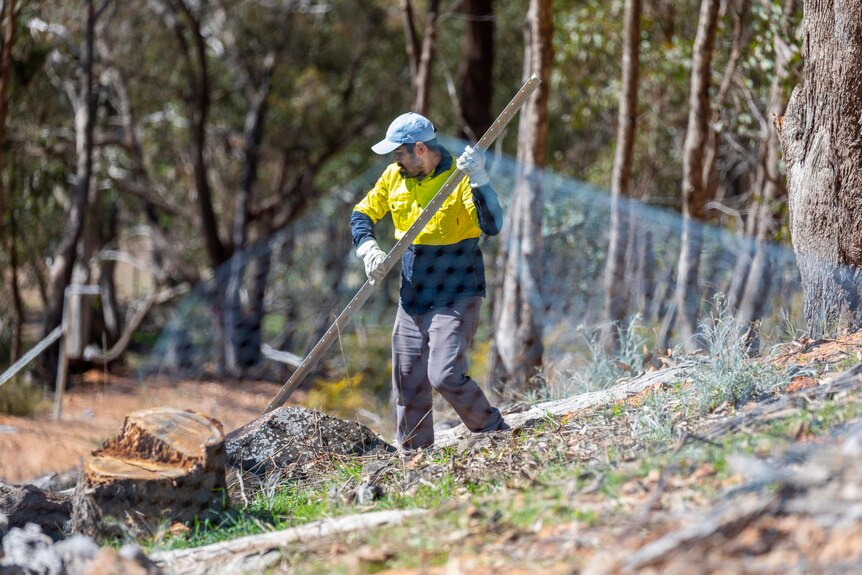 A man building a fence in bushland
