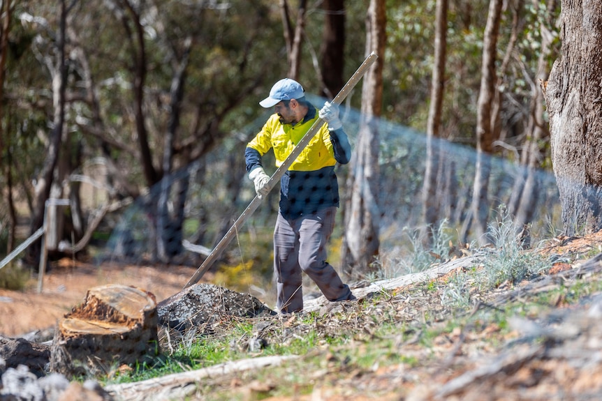 A man building a fence in bushland