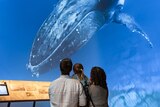 A family sit and watch a whale video on the wall of a gallery. 