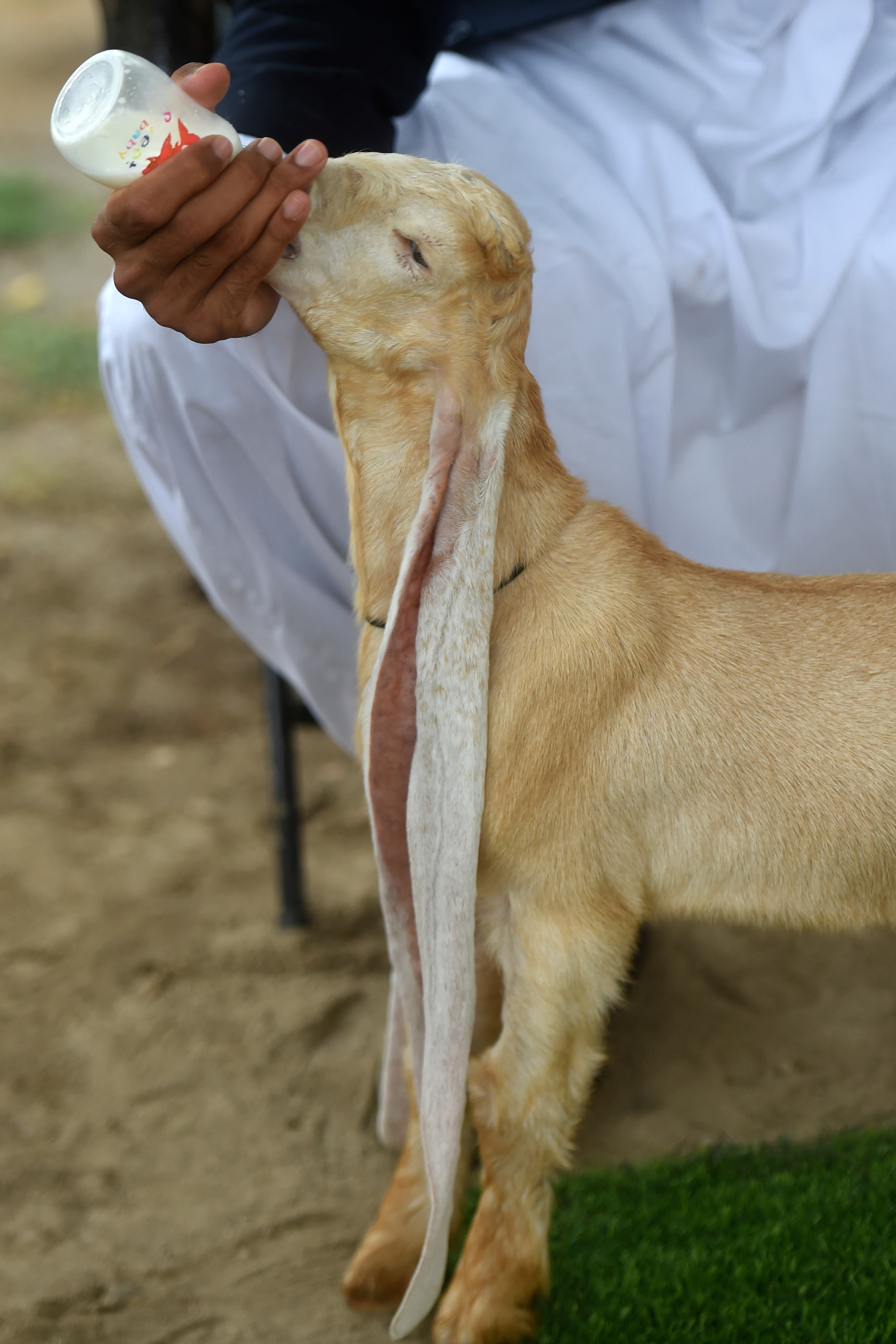 A goat with very long ears is hand-fed with a bottle of milk