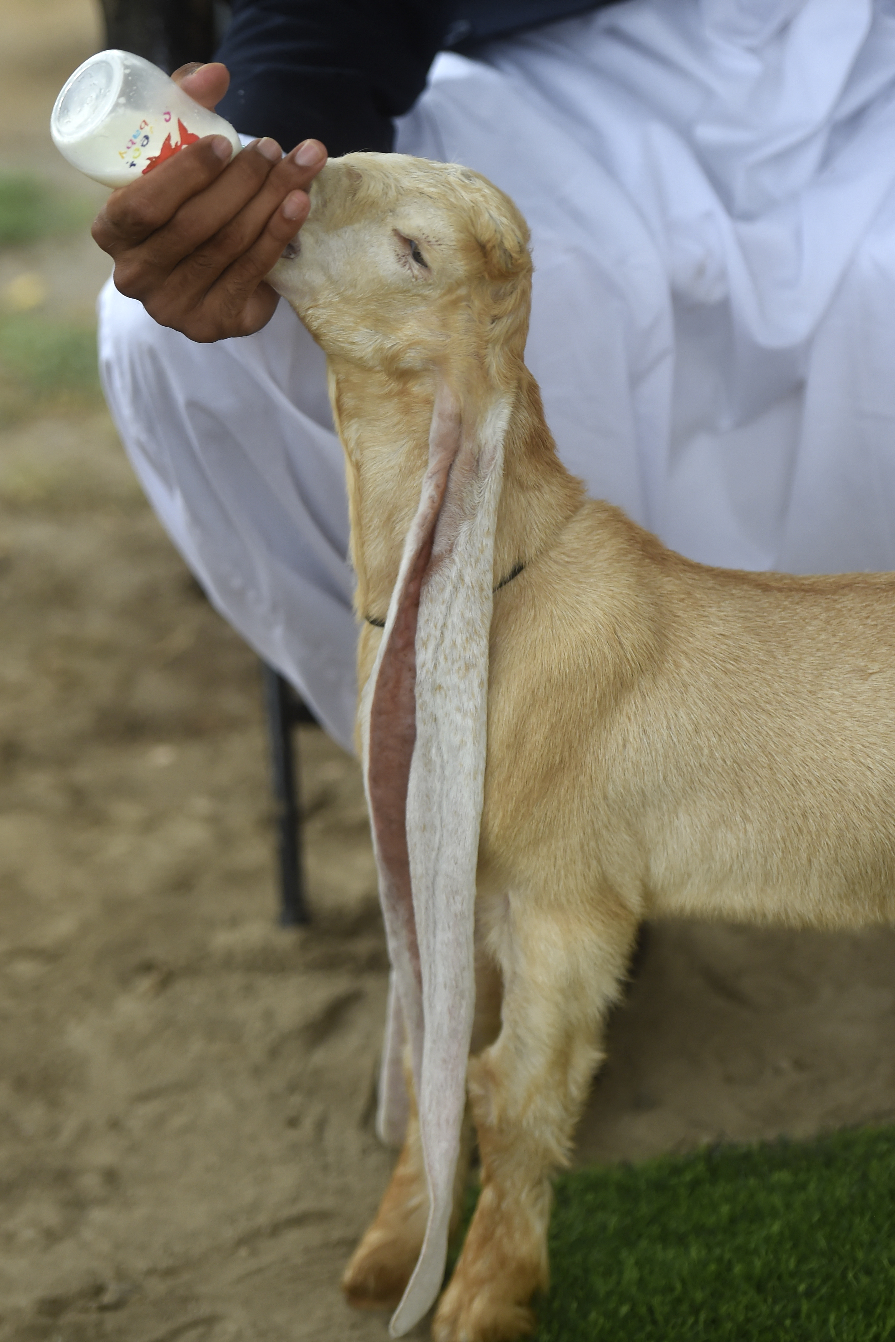 Une chèvre aux très longues oreilles est nourrie à la main avec un biberon de lait