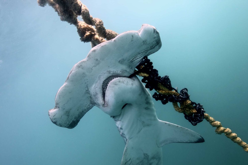 A dead scalloped hammerhead shark caught on a drumline.