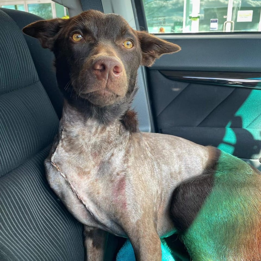 A dog with a large scar on its chest.