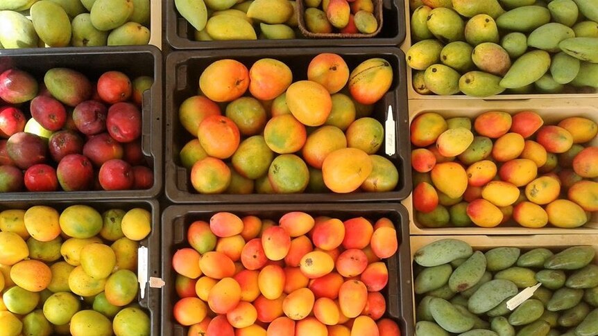 Have you noticed a wave of new mango varieties in your supermarket?