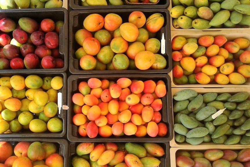 Trays of different varieties of mangoes.