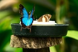 Blue Ulysses butterfly in Kuranda