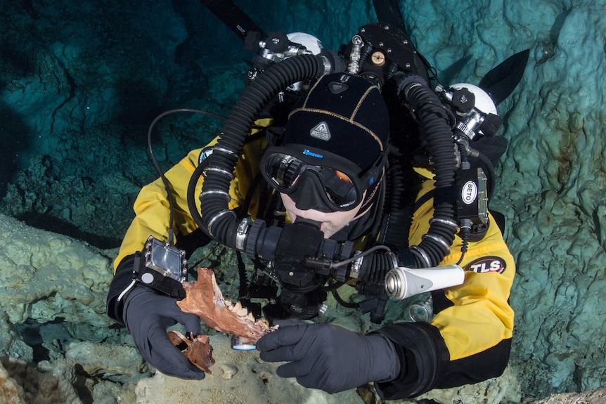 A diver holds the jaw and vertebra of one of the carnivorous fossils.