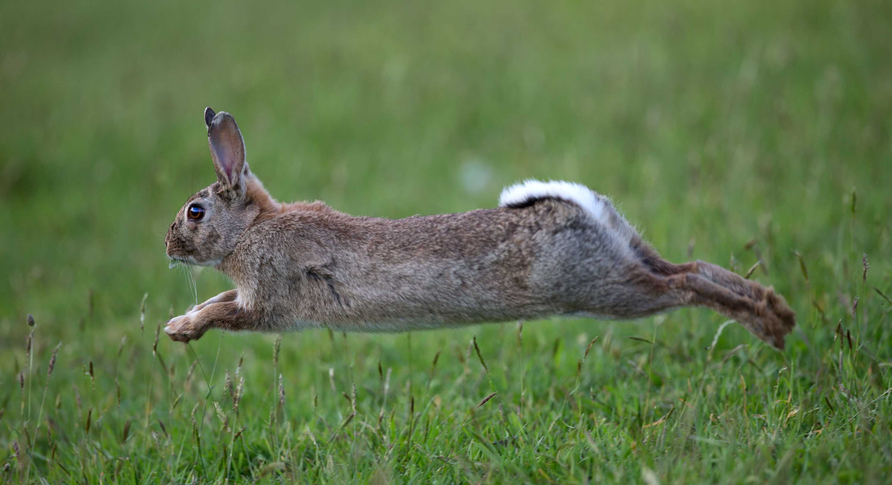 Feral rabbit population 'surge' predicted across Australia thanks to La  Niña rainfall - ABC News
