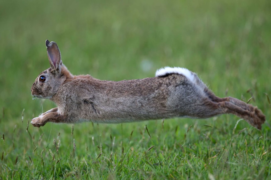 A brown rabbit with a white tail leaps into the air above green grass.