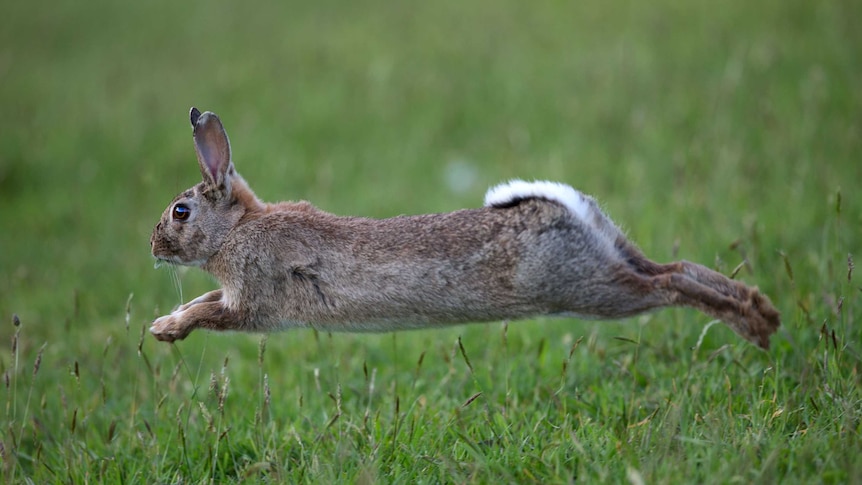 A brown rabbit with a white tail leaps into the air above green grass.