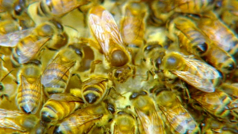 The Royal Tasmanian Botanical Gardens is missing bees.