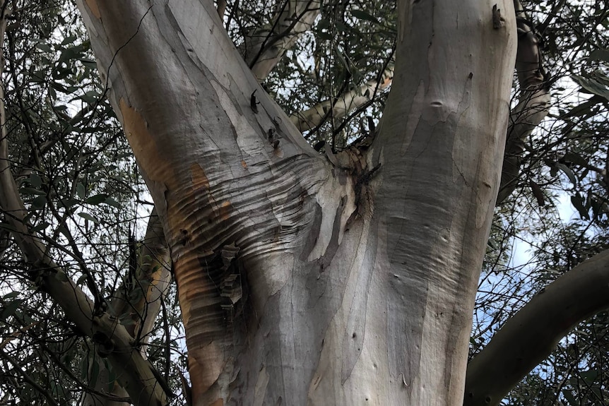 A gnarled tree