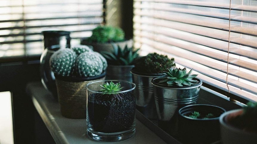 Succulents by the window for a story on keeping indoor plants alive