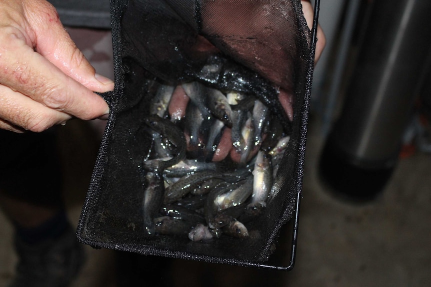 Murray Cod fingerlings at a Bilbul fish farm.