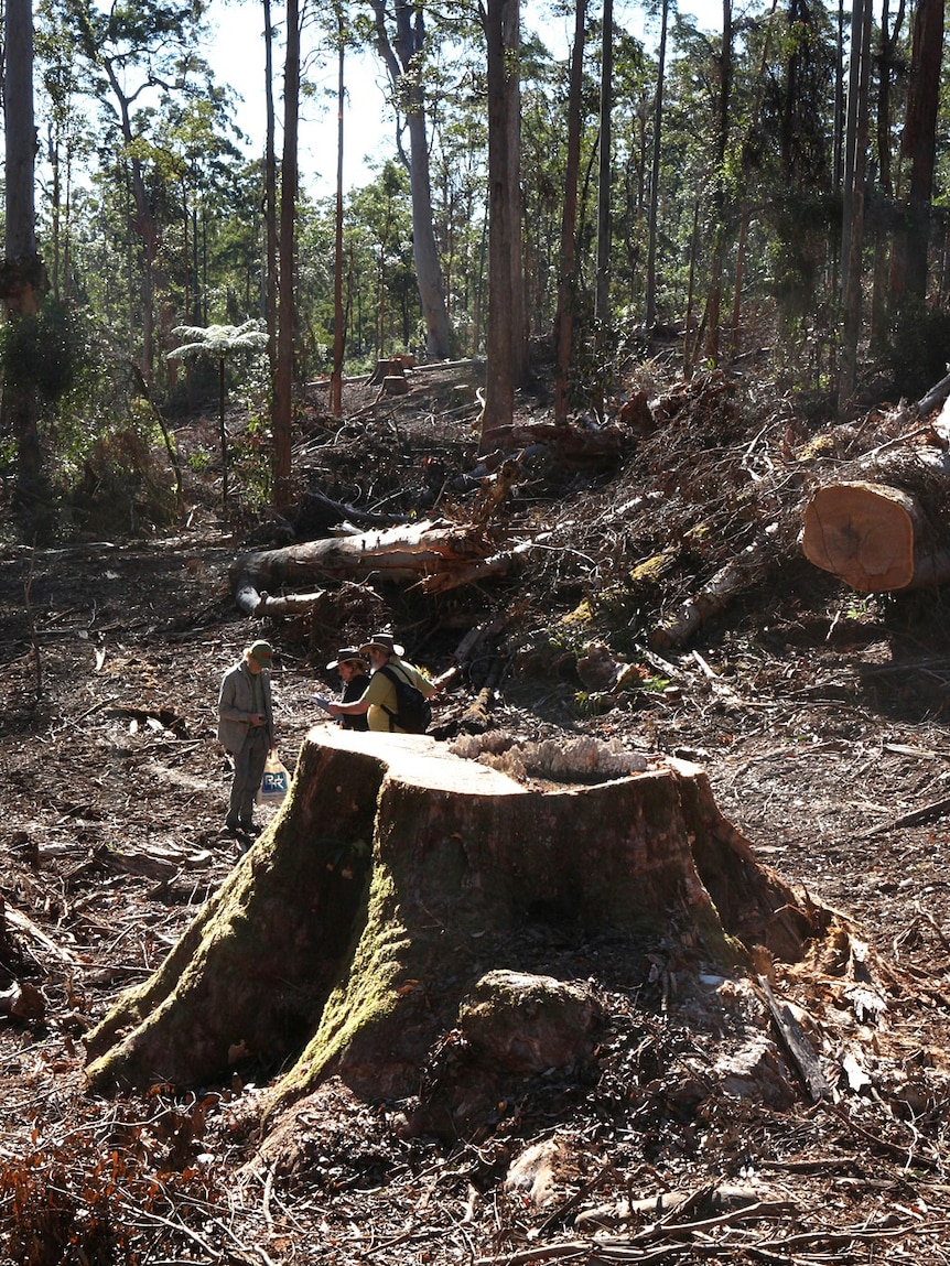 Men stand next to the stump of a formerly huge tree.