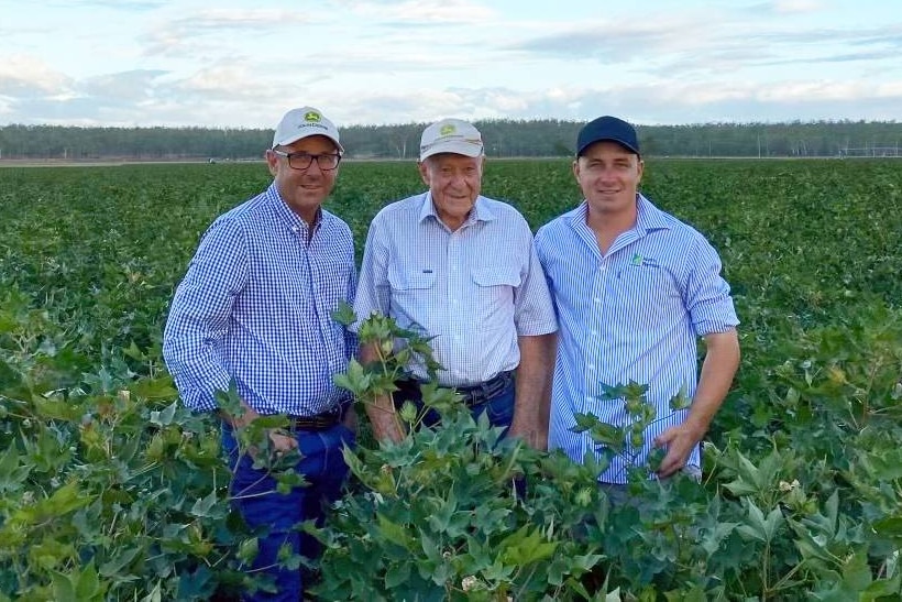 Three men stand in a cotton field.