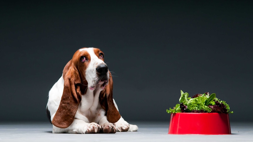 Dog in front of a bowl of lettuce.