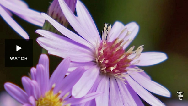 Close up of a pink petaled Easter Daisy. Has Video.