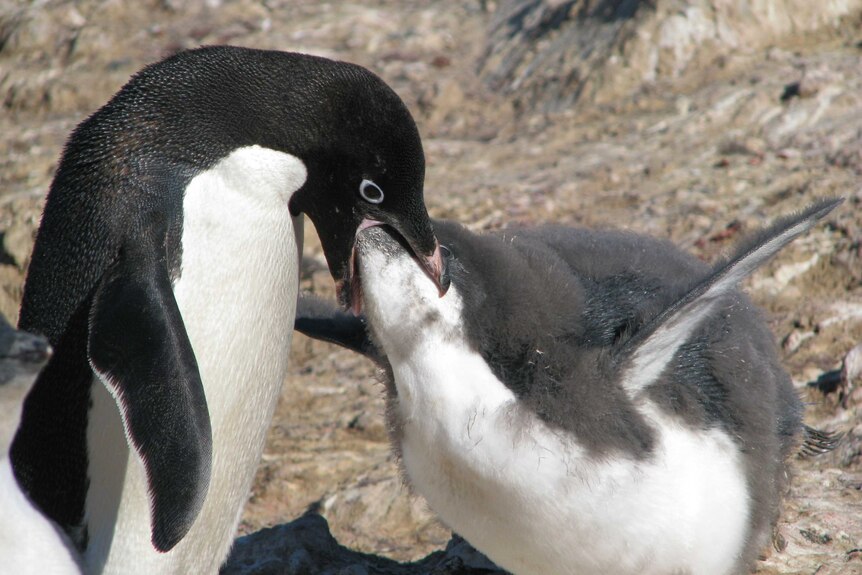 Southern Ocean penguins feeding