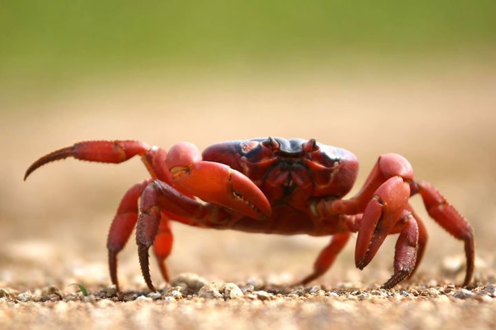 A close-up shot of a red crab on the ground on Christmas Island.