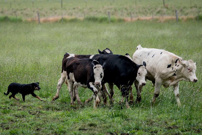 The five surviving hornless cows being herded by a dog.