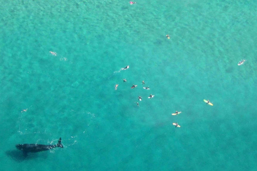 A whale swims under surfers at Bondi Beach.