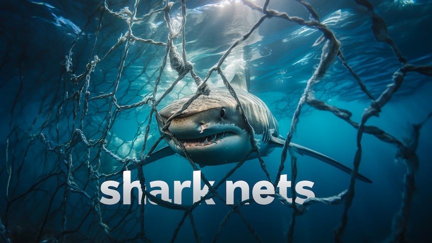 A great white shark swims towards a shark net.