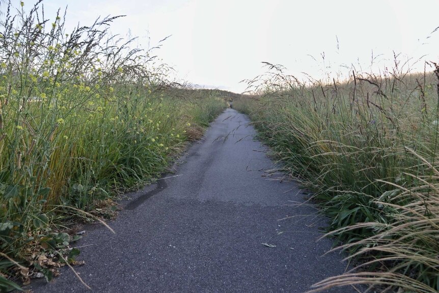 Longs grasses grow over a narrow path.