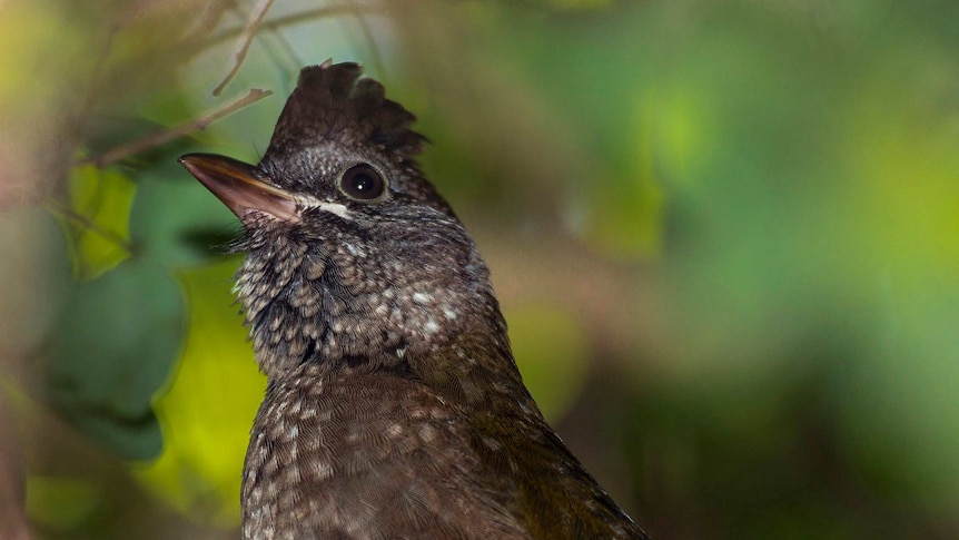 A brown bird with a flat top haircut and bright eyes is nestled within dense bush.
