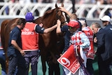 Jockey Gerald Mosse walks past Red Cadeaux after it failed to finish the Melbourne Cup.