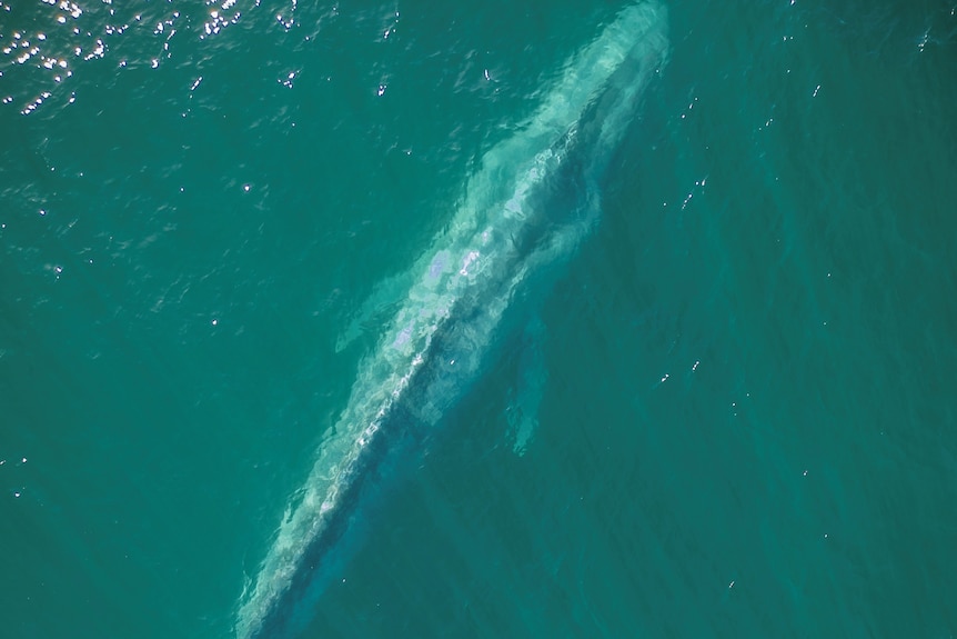 A drone photo of a blue whale