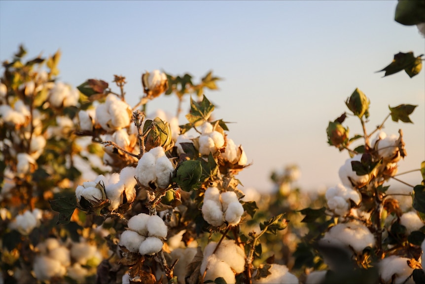Cotton blossoming in a field.