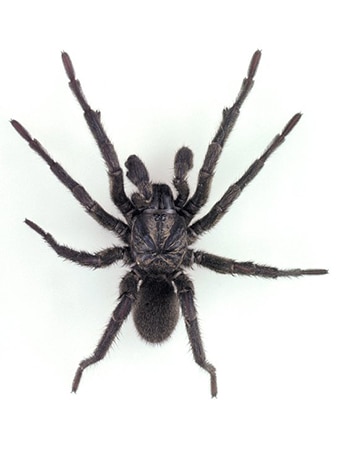 Sydney Brown Trapdoor Spider (Arbanitis species) male.
