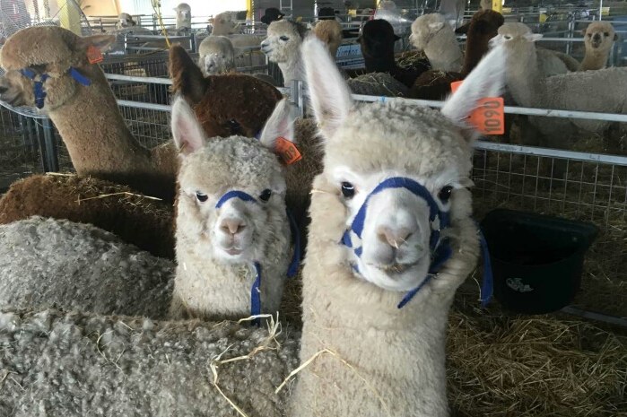Alpacas at the 2016 National Show and Sale