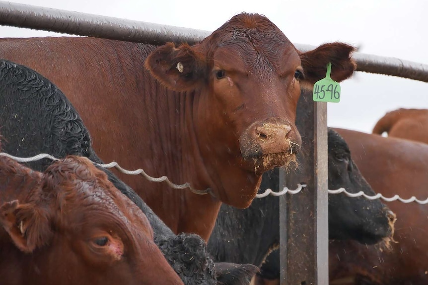 A brown cow pokes its head through a fence and looks at the camera.