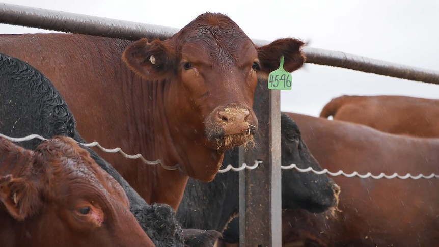 A brown cow pokes its head through a fence and looks at the camera.