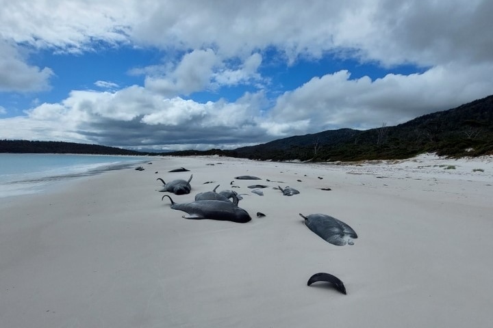 Dead pilot whales on a beach