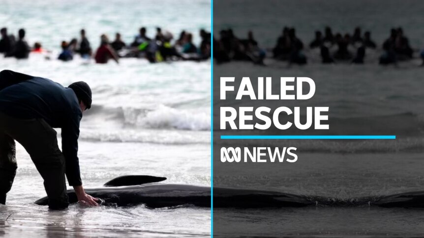 52 Whales Die After Mass Stranding in Western Australia - The New York Times