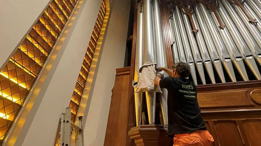 WIRES volunteer Simon is reaching up into the organ pipe with the owl is trapped at St Carthage's Cathedral.