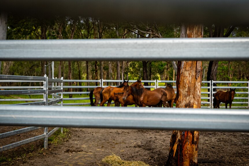 Horses in a pen