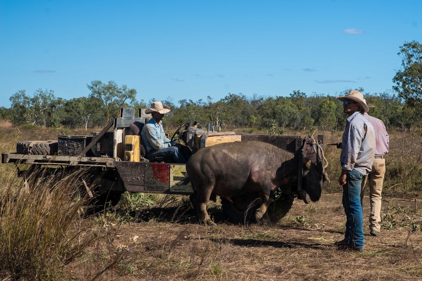 Men watch a buffalo tied to a vehicle.