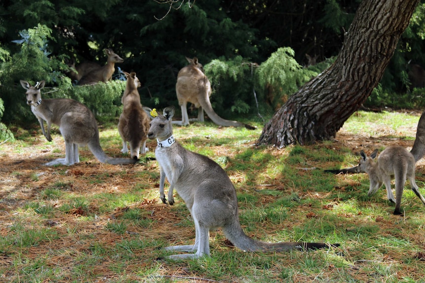 A collared female kangaroo at Weston Park.