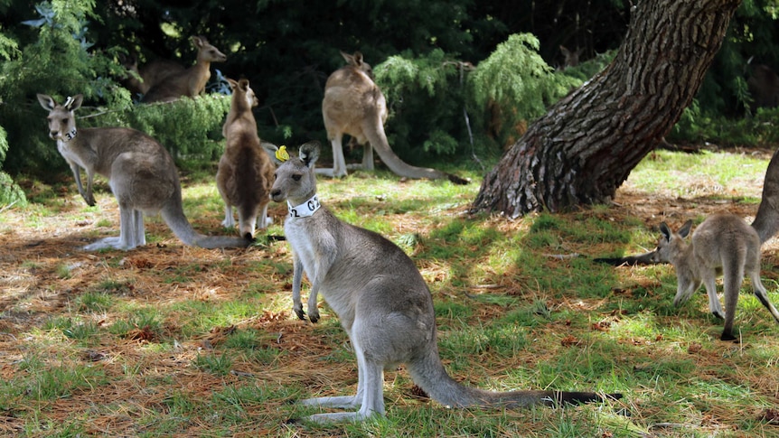Collared kangaroo at Weston Park
