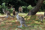 Collared kangaroo at Weston Park